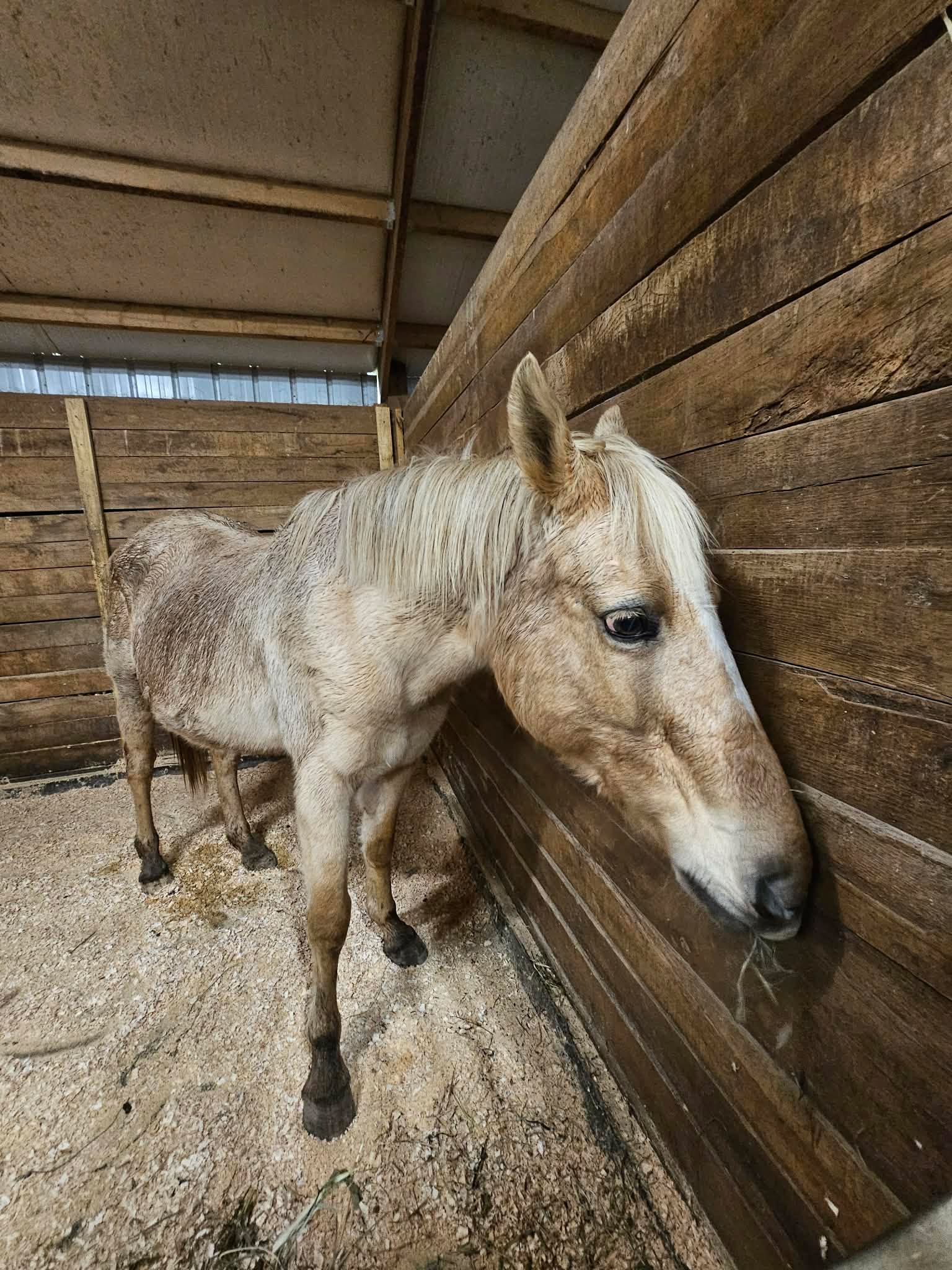 A thin rescued palomino just arrived, resting its nose against the stall wall