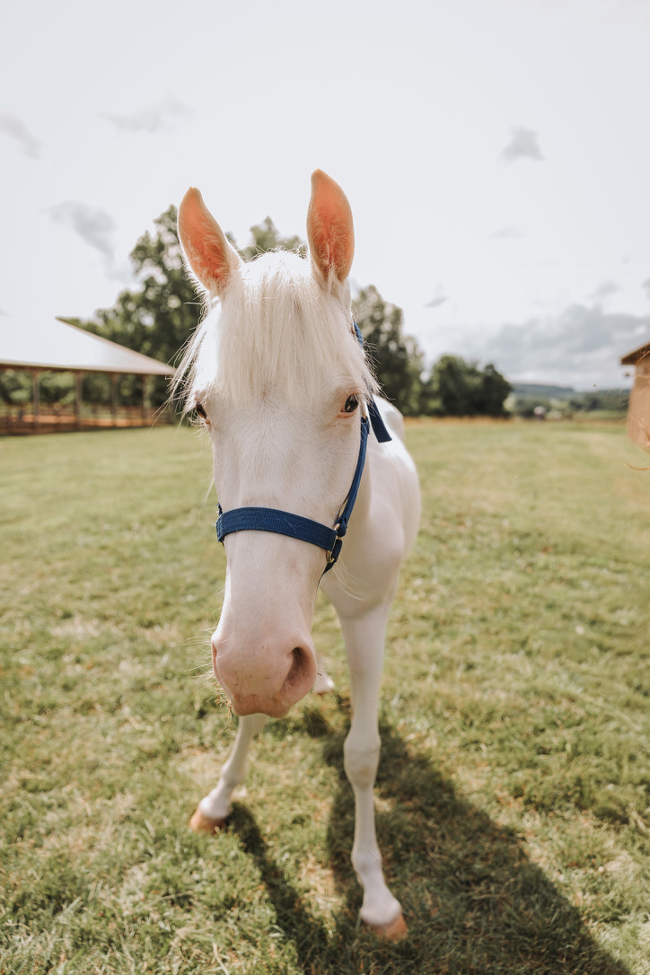 A cremello horse in a blue halter in the field