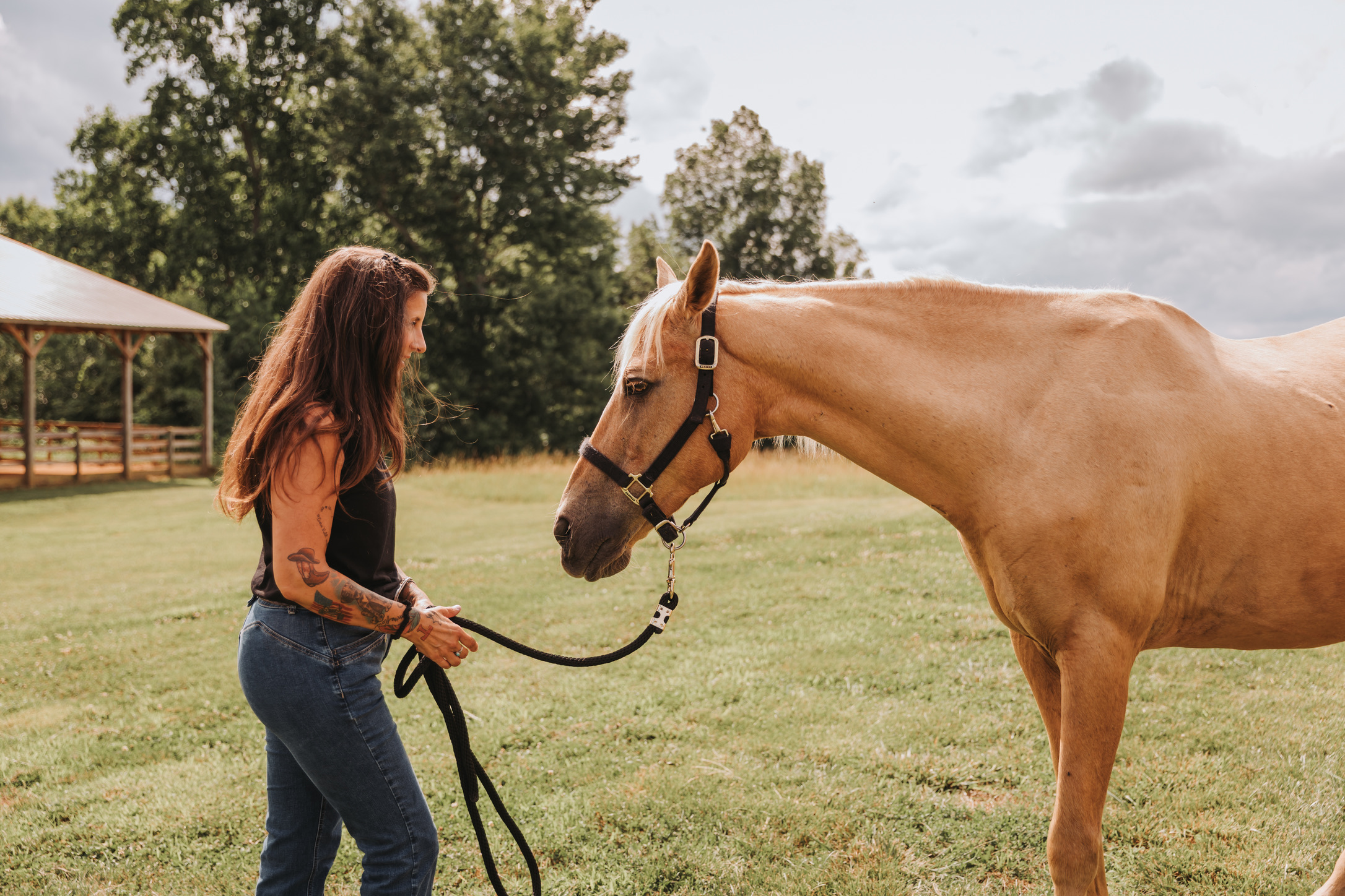 Leading a palomino across the pasture