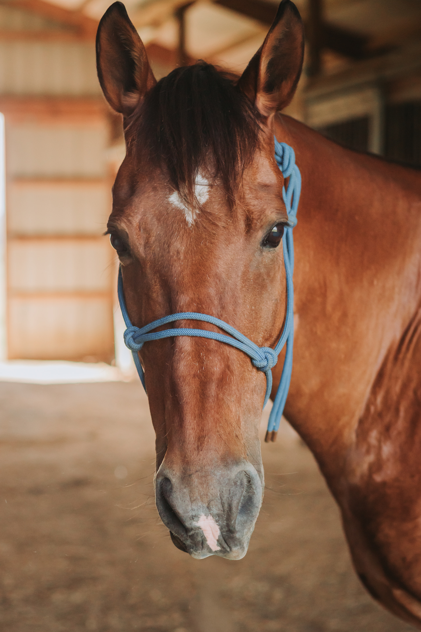 A chestnut horse in a rope halter in the barn