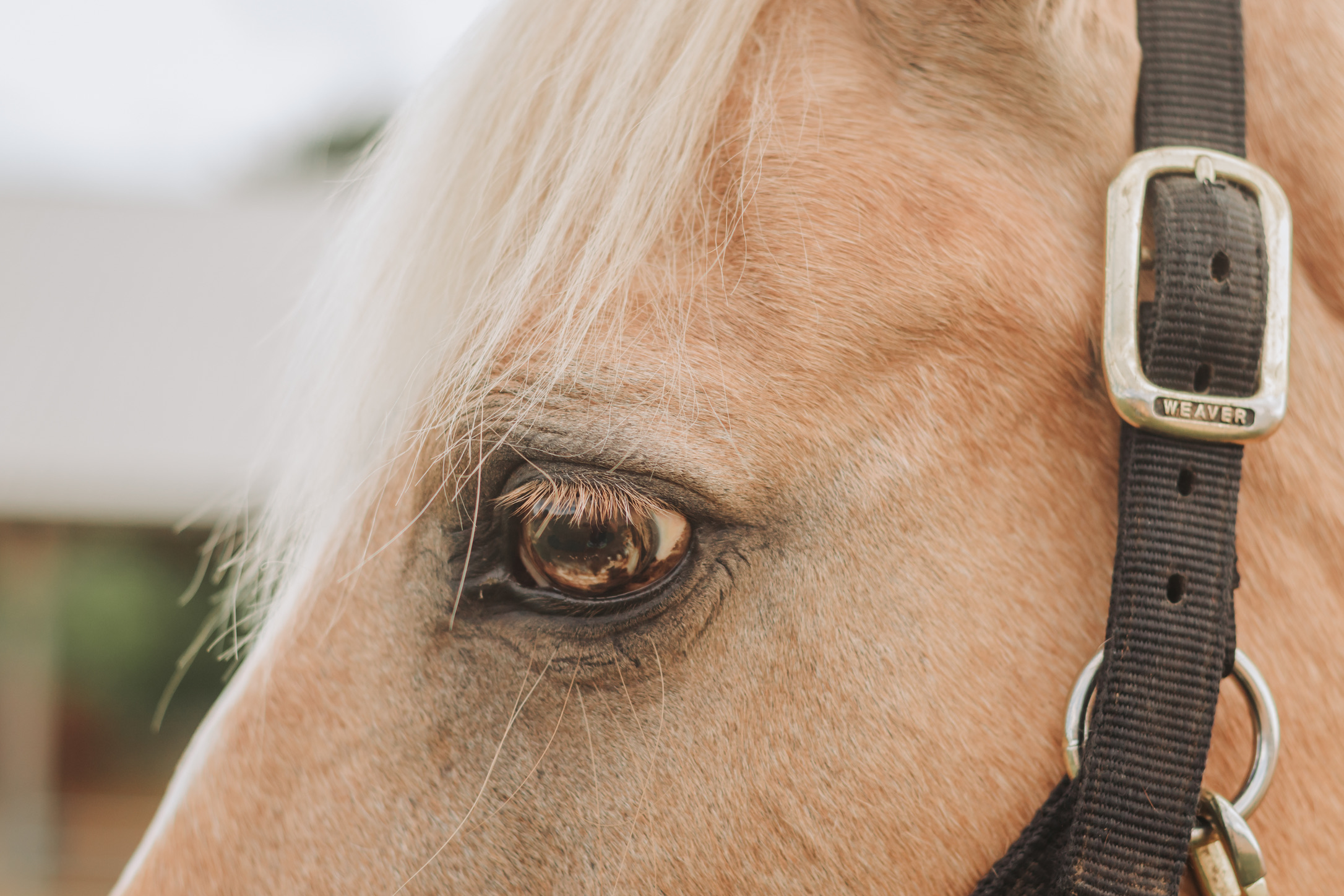 Close-up of a palomino's eye and forelock