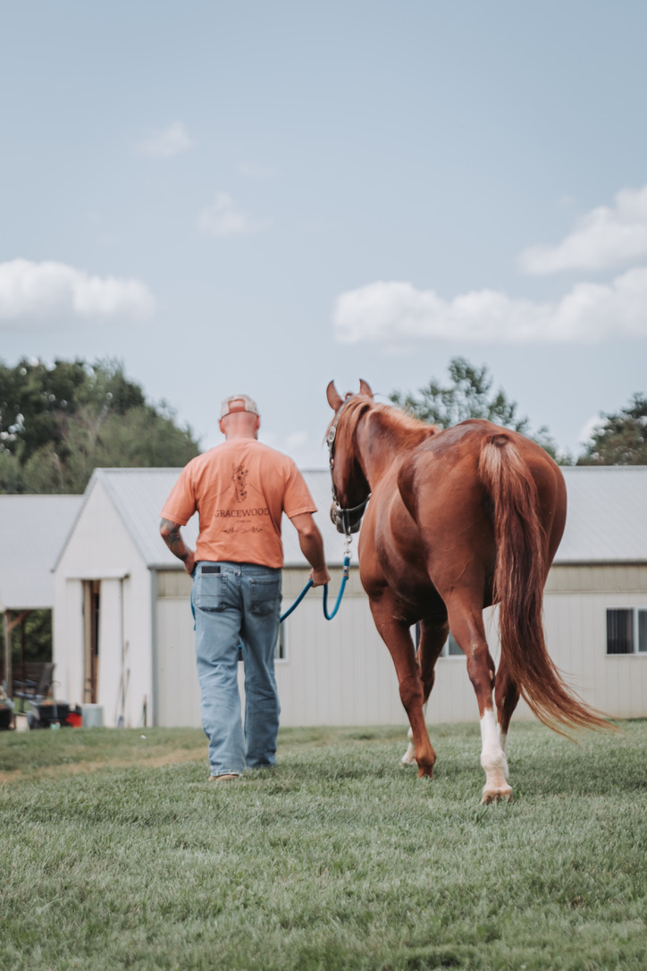 Walking a chestnut horse in from the pasture