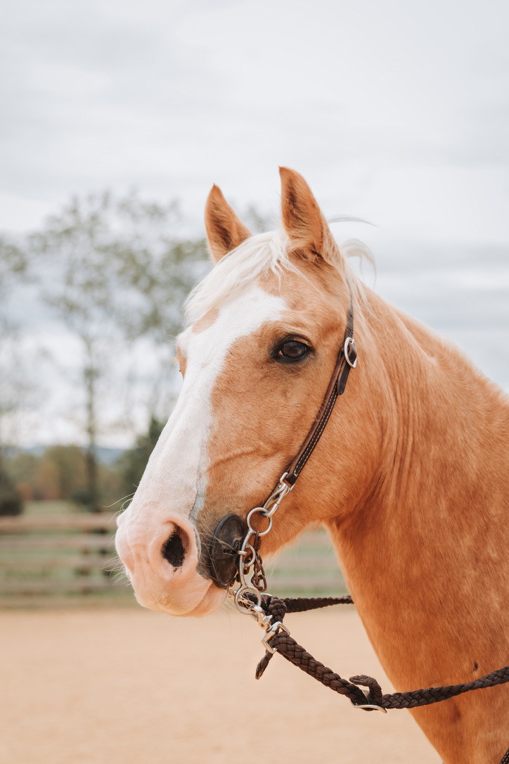 A palomino in a braided halter looking out over the arena