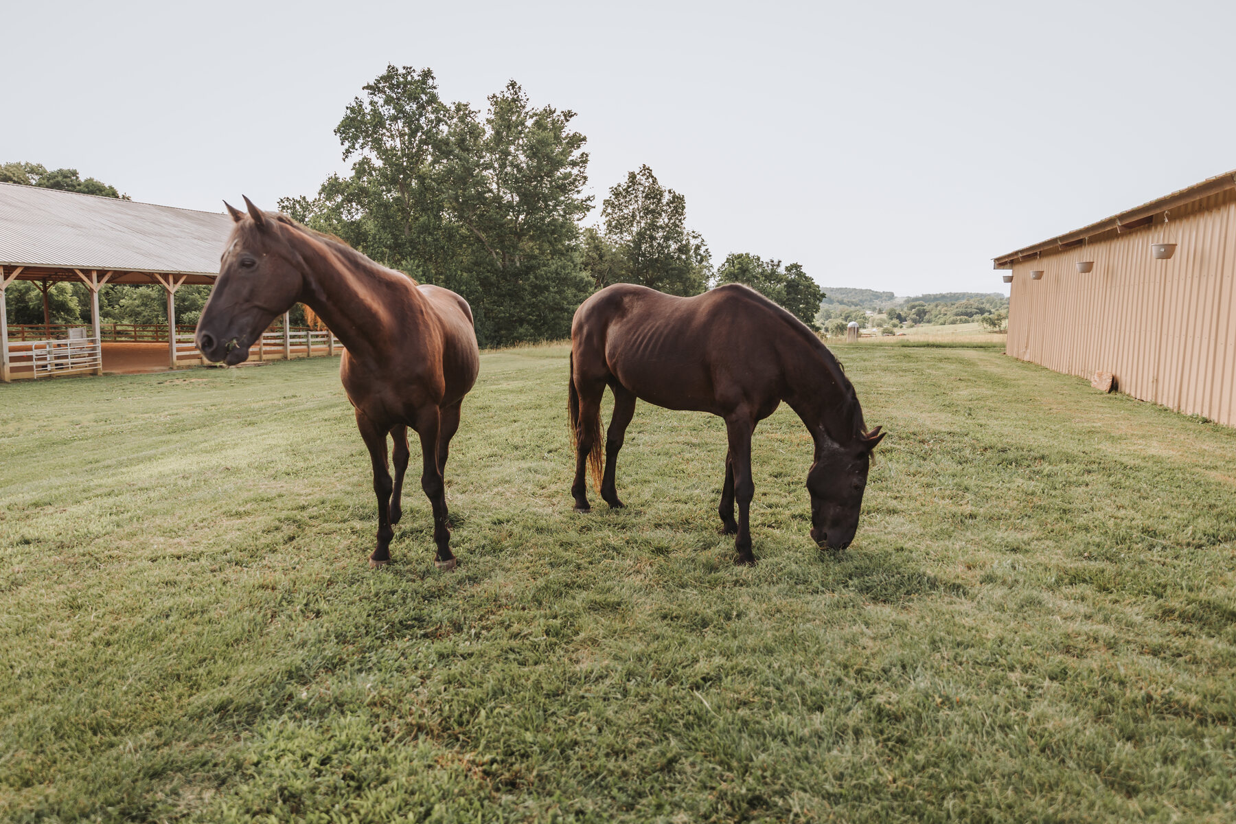 Two horses grazing on the open hillside pasture at Gracewood Acres, the barn off to the side